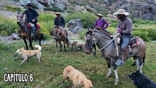 Arrieros de Putaendo Buscando Vacunos y Vacas en lo alto de la Cordillera de Valparíso como bajaron!