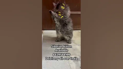 Video 8429871: catlover siberian, siberian kitten, catlover catlife