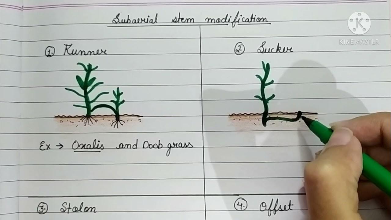 SubAerial Stem Modification Runner, Sucker, Stolon, Offset / BIOLOGY Bubble. YouTube