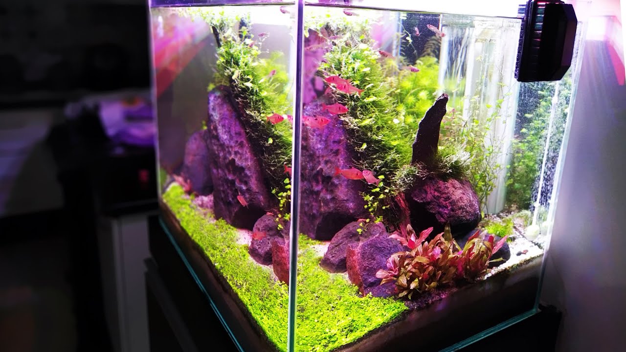 Aquário plantado com Húmus de minhoca e luminária caseira. Review com 60 dias de montado.