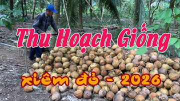 Thu hoạch trái dừa khô giống cuối năm 2025 - Dừa Xiêm  Đỏ Gặt Bến Tre | Coconut seed harvesting.
