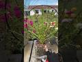 how to cut remove old tree portulaca flower #shorts #plants #flowers