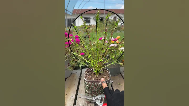how to cut remove old tree portulaca flower #shorts #plants #flowers