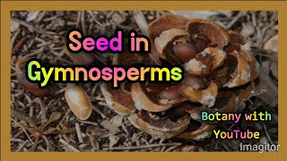 Seed in Gymnosperm | Gymnosperms | Seed formation in gymnosperms | Seed production in gymnosperms |