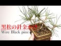 三河黒松の２年生に針金かけ - Wire Black pine bonsai
