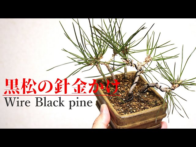 三河黒松　半懸崖　中品盆栽　針金成形完了 芽切りの時期ですね🌱 1枚目 針金かけ後 2枚目 芽切り後 3枚目