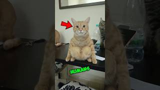 Cats Acting Like Humans.