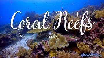 Coral Reefs in 4K