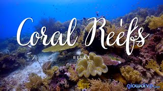 Coral Reefs In 4K