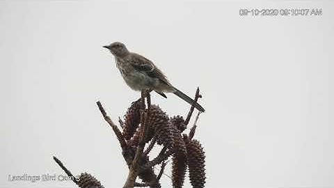 Young Northern Mockingbird Perches In Spotlight Of Savannah Cam – Sept. 10, 2020