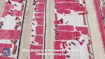 Sản xuất cà chua quy mô lớn ở Tân Cương, Trung Quốc