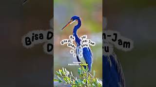 8 Second Animal Secrets – Episode 149: Burung Bangau Biru Ini Punya Teknik Berburu Super Sabar! 🐦🔥