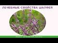 Лечебные свойства шалфея - Домашний лекарь - выпуск №281