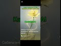 KazMusicAI - Мұқағали Мақатаев - Сабағы әлсіз сары гүл (Qazaq Underground AI Rap) @KazMusicAI 