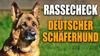 Schäferhund Rassecheck   Rasseportrait, Rassebeschreibung