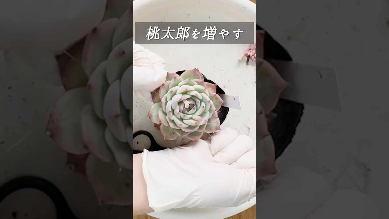 多肉植物】春だ！桃太郎を増やす！胴切り& 葉挿し！ #succulent #多肉