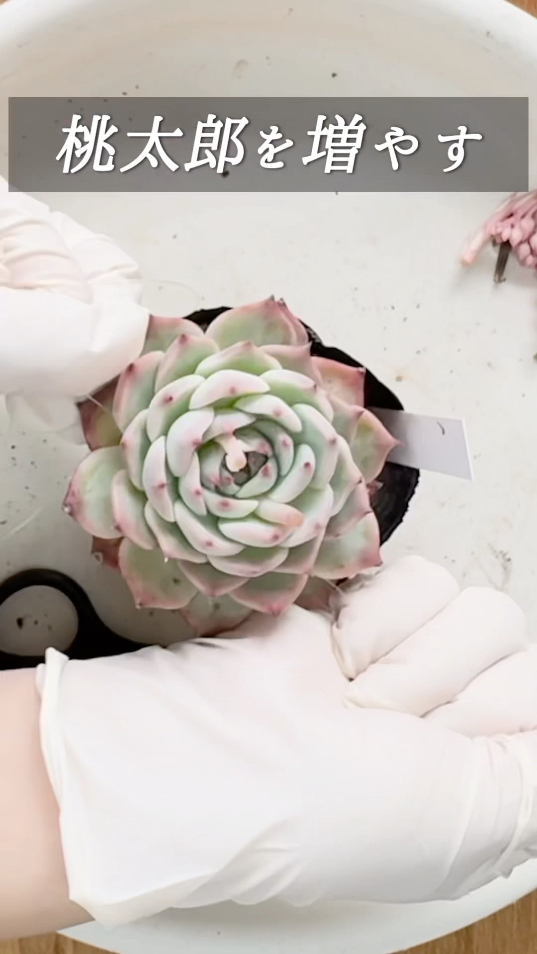 多肉植物】春だ！桃太郎を増やす！胴切り& 葉挿し！ #succulent #多肉