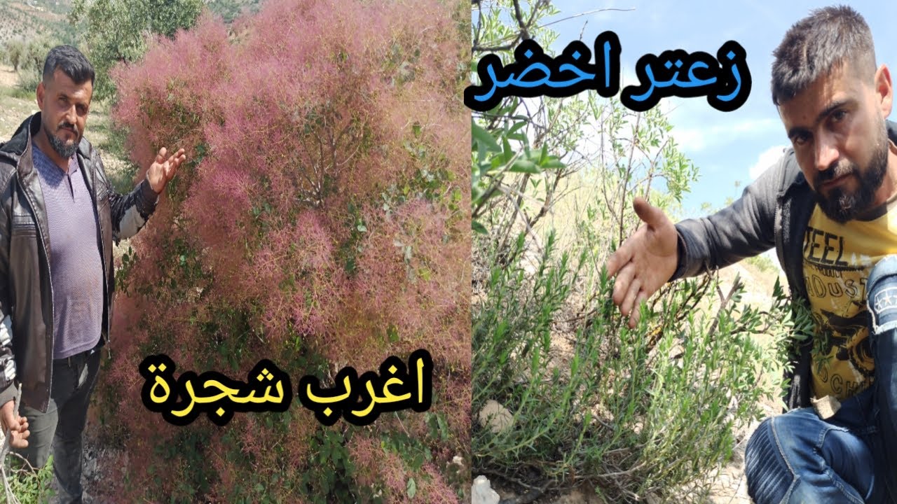 رحنا لنشوف خنازير برية وجبنا زعتر اخضر وشفنا شجرة غريبة كتير تابعونا للأخير❤️