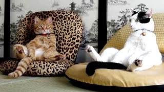 Cats Acting Like Humans Are So Funny - Best Video Compilation Of Cats Behaving Like Humans
