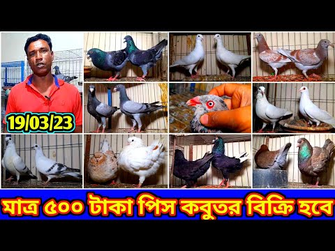 মাত্র 500 টাকা পিস কবুতর বিক্রি হবে শুক্কুর ভাইয়ের সুপার চমক | কম দামে কবুতর কিনুন