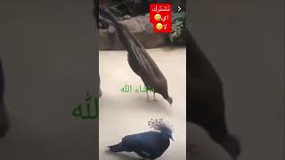 طائر غريب يخيف الطيور بحركاته
