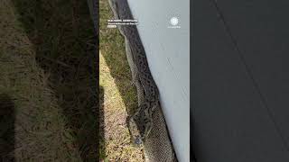 Oddly Satisfying: Snake Sheds Skin in One Perfect Piece