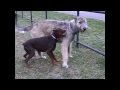 Dobermann Vs Irish Wolfhound Part 3 Dobermann Vs Irish Wolfhound Part 3