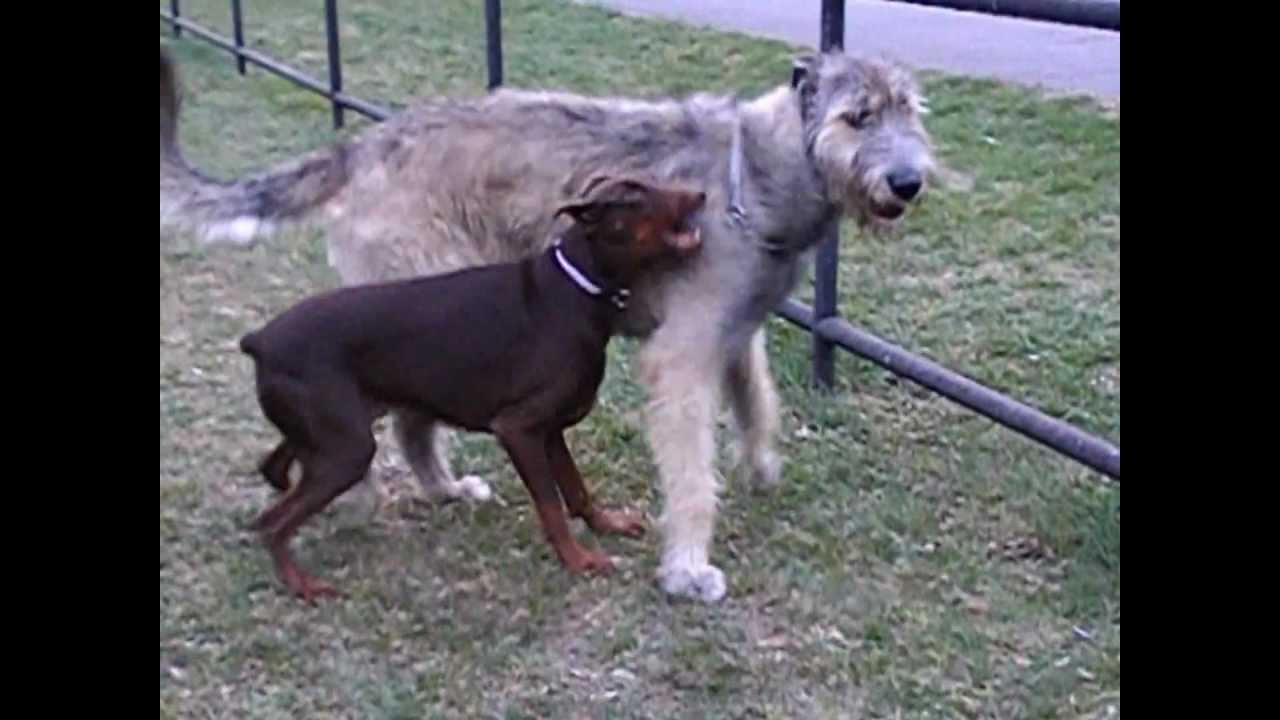 Dobermann vs. Irish Wolfhound part 3 YouTube