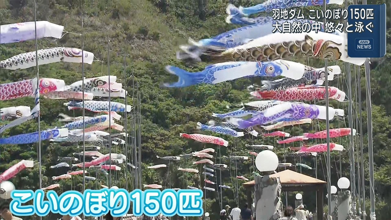 150匹が悠々と大空を泳ぐ 羽地ダム「鯉のぼり祭り」 - YouTube