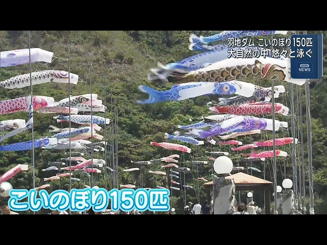 150匹が悠々と大空を泳ぐ 羽地ダム「鯉のぼり祭り」 - YouTube