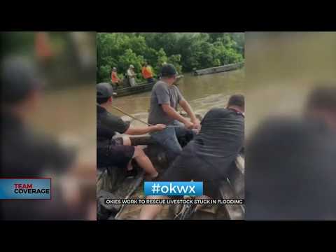 Oklahoma Cowboys Come Together To Rescue Livestock From Floods