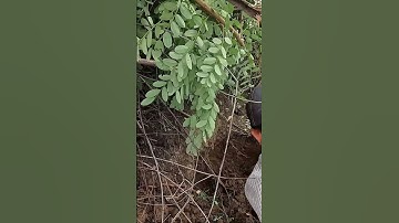 Phát Hiện Dấu Vết Của Rắn Khủng Đồng Vắng/Săn Bắt TV