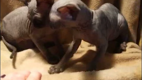 Watch the video about Sphynx Kitten Photoshoot