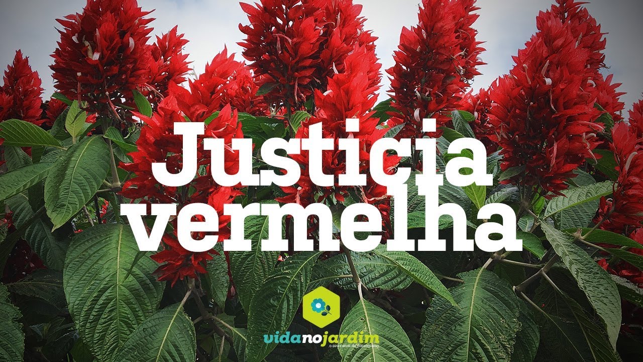 Justicia vermelha - thptnganamst.edu.vn