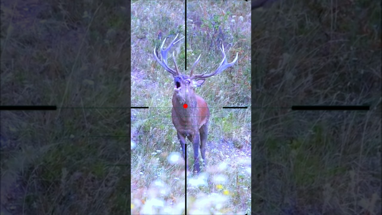 Охота на оленей | Качча аль серво | Охота на оленей