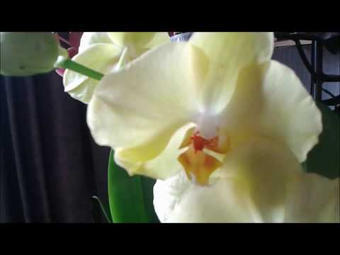 ორქიდეომანია # ყველაფერი ორქიდეების შესახებ