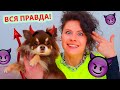 Миша стала хуже! Что вытворяет моя собака?! 10 фактов о моей собаке, День Рождения чихуа Миши