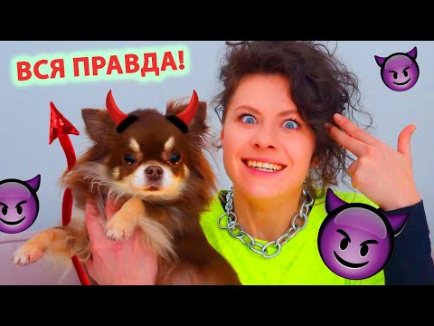 Видео: Миша стала хуже! Что вытворяет моя собака?! 10 фактов о моей собаке, День Рождения чихуа Миши