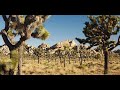 [2019] Joshua Tree
