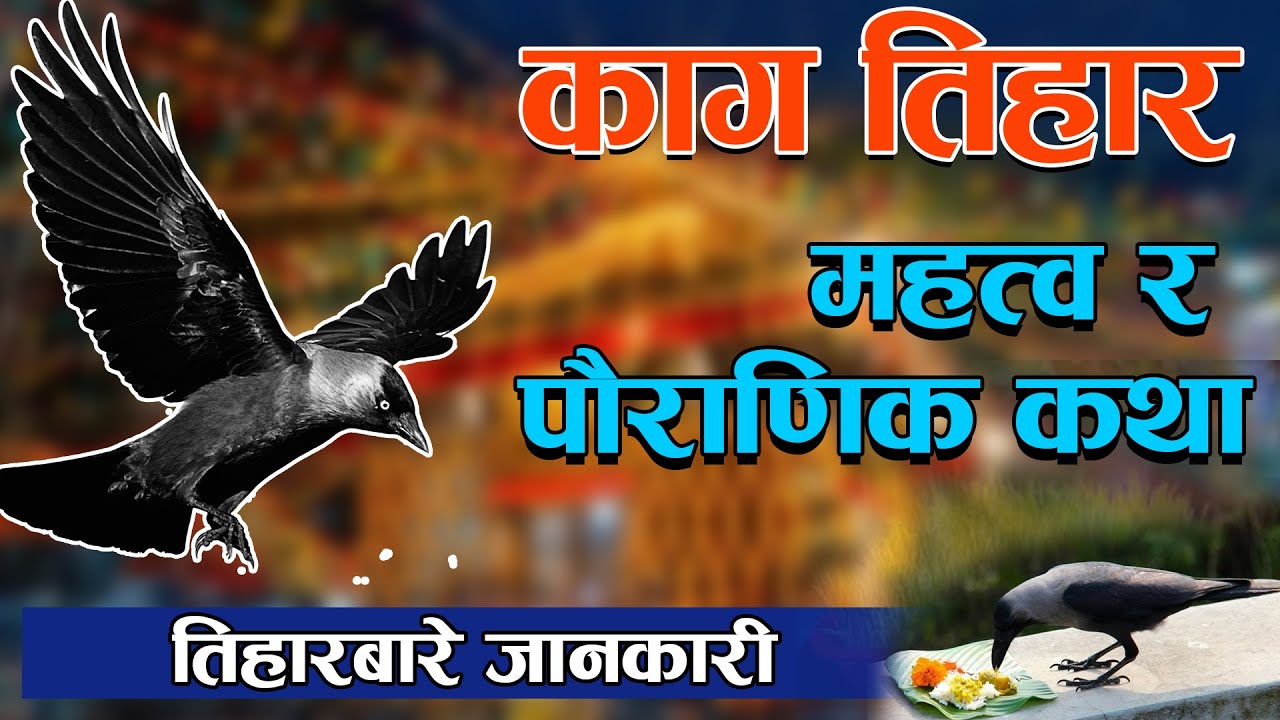 Why Do We Worship Crows Kaag Tihar Nepali Why Do We Worship Crows Kaag Tihar Nepali