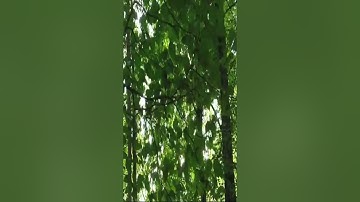 سورة الزلزلة بخشوع الشيخ موسى الأنصارى