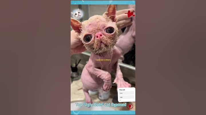 Top ugly-cute cat exposed #cat #funny #cute