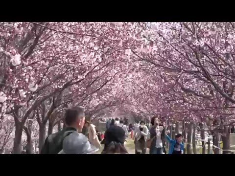 狭山池　桜　堺市