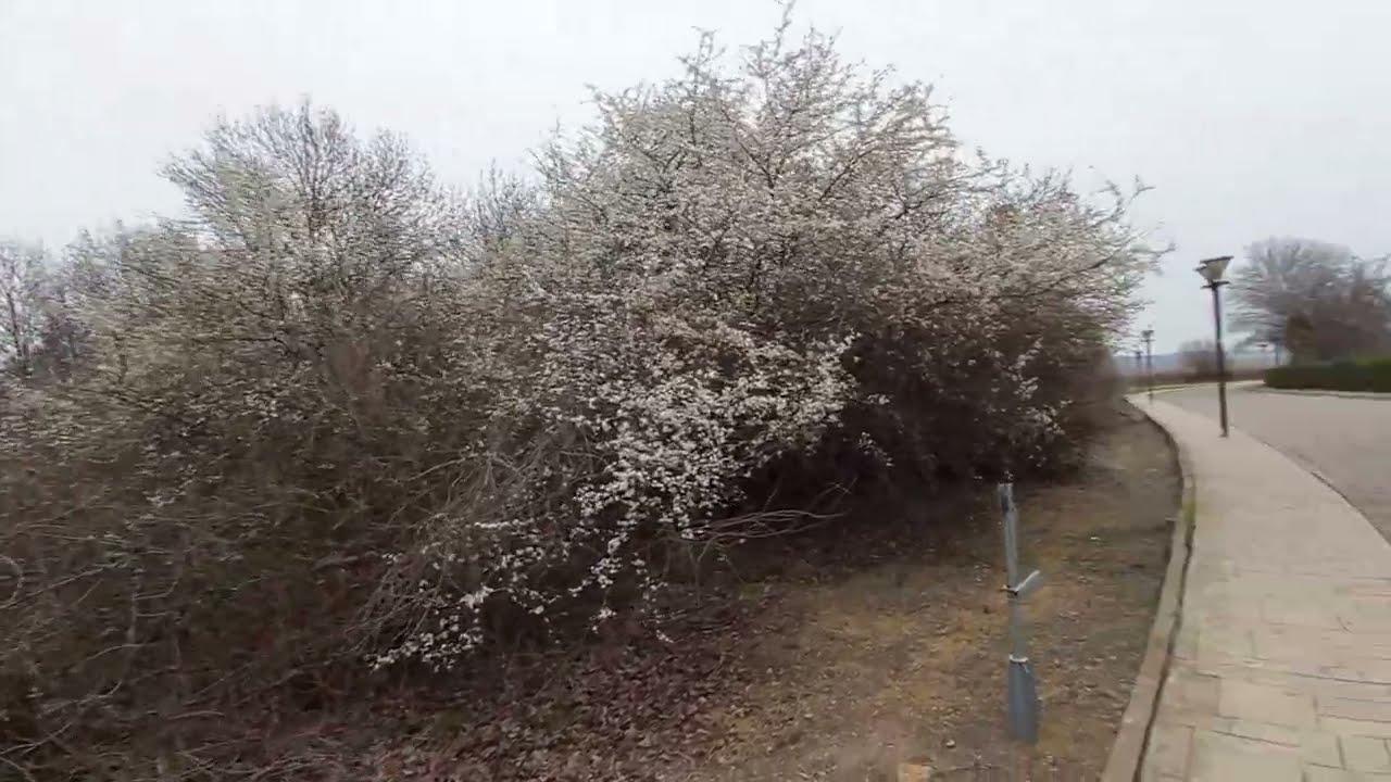 25.03.2025 Warm Early Morning Spring Cacao Beach