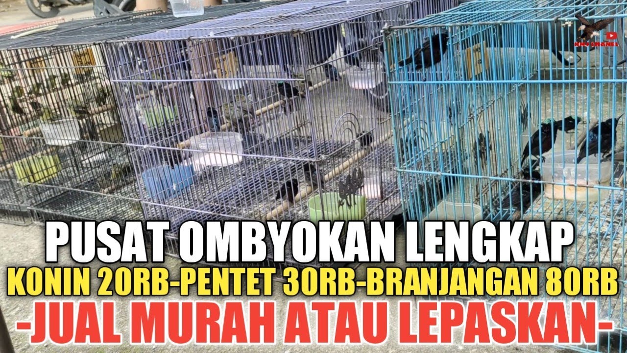 JUAL MURAH ! BURUNG OMBYOKAN!..KONIN 20, PENTET 30RB, BRAJANGAN 80RB, TERLALU MURAH, DJ KICAU JAYA