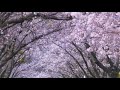 スガシカオ 『桜並木』
