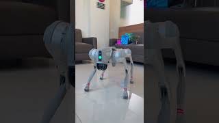 #Flagship#Robot#robotdog#Go2pro#unitreerobotics#1sttimeinsurat