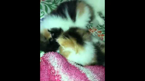 Video 527821: persian kitten, cat kitten punch face, cat kittens lovers, calico female