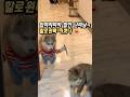 할로윈 코스튬 고민 끝! 이거 입히면 끝나요 👻 #강아지 #강아지코스튬 #강아지옷 #댕댕이 #할로윈