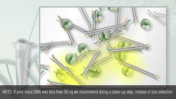 NEBNext Ultra II DNA Library Prep Protocol